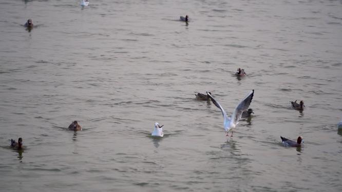 深圳湾海鸥水鸭