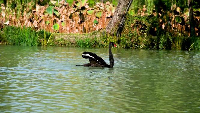 秋天在扬州瘦西湖嬉戏和洗浴、清理身体的黑天鹅