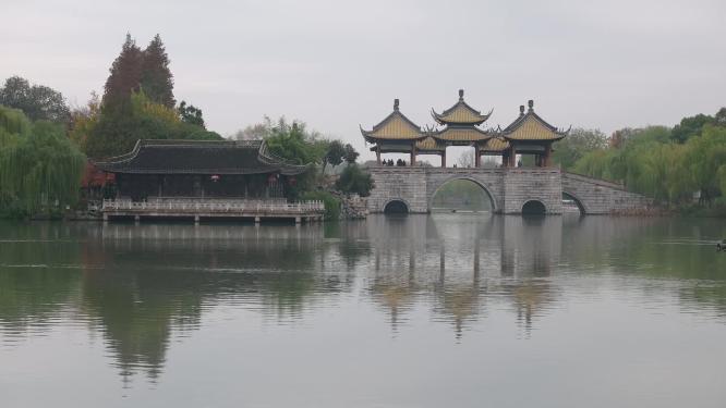 冬季在扬州瘦西湖中游来游去的黑天鹅