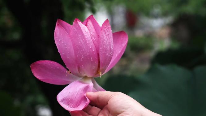 夏天在梅雨后含苞绽放和已经盛开的荷花