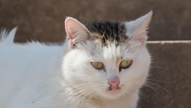 可爱猫咪4K实拍镜头