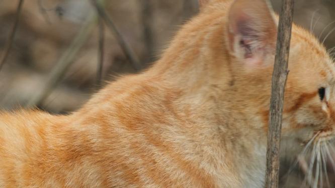 可爱猫咪4K实拍镜头