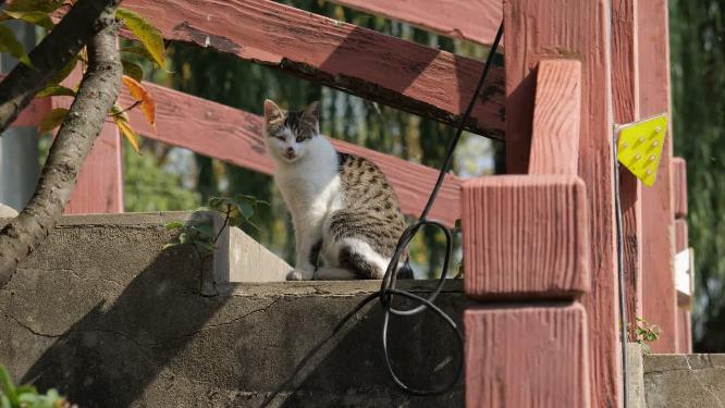 可爱猫咪4K实拍镜头