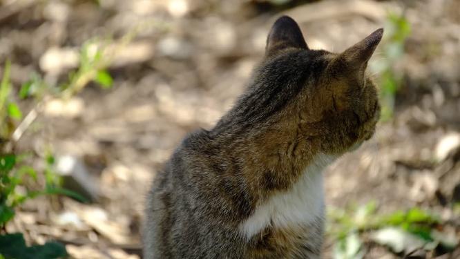 可爱猫咪4K实拍镜头