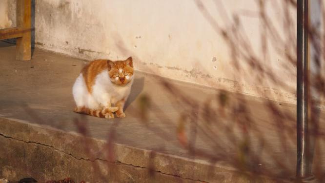 可爱猫咪4K实拍镜头