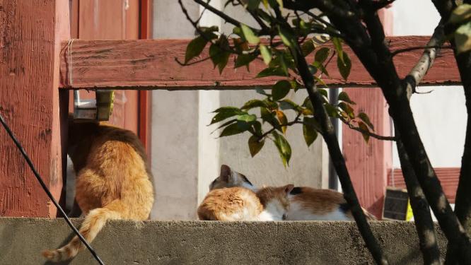 可爱猫咪4K实拍镜头