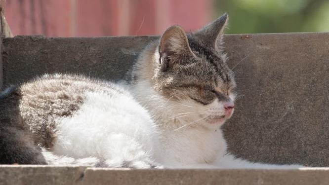 可爱猫咪4K实拍镜头