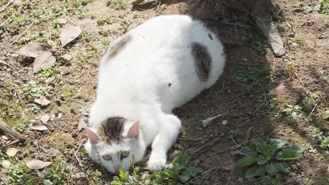 可爱猫咪4K实拍镜头