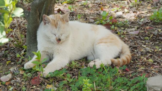 可爱猫咪4K实拍镜头