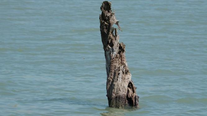 湖中枯木江河湖海实拍镜头
