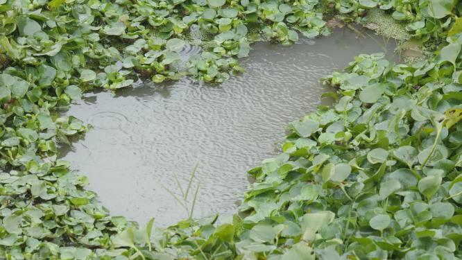 下雨池塘雨点4K实拍