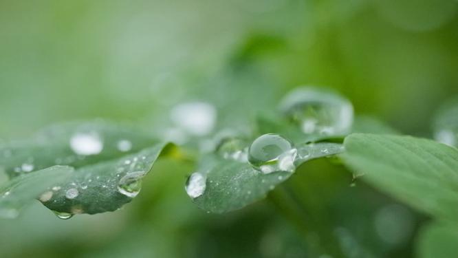 春雨滋润植物4K慢镜头实拍