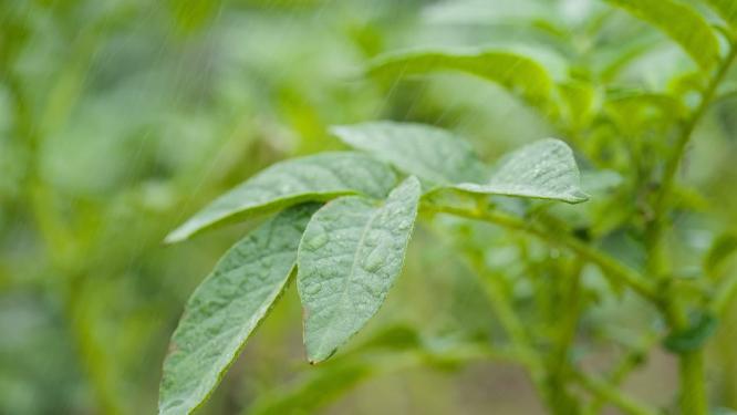 瓢泼大雨灌溉植物4K实拍