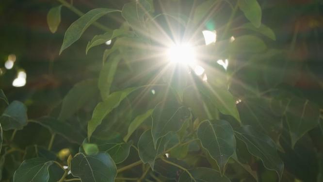 树叶逆光星芒慢镜头升格
