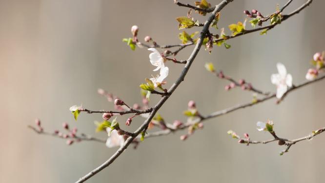 樱花桃花梨花实拍镜头