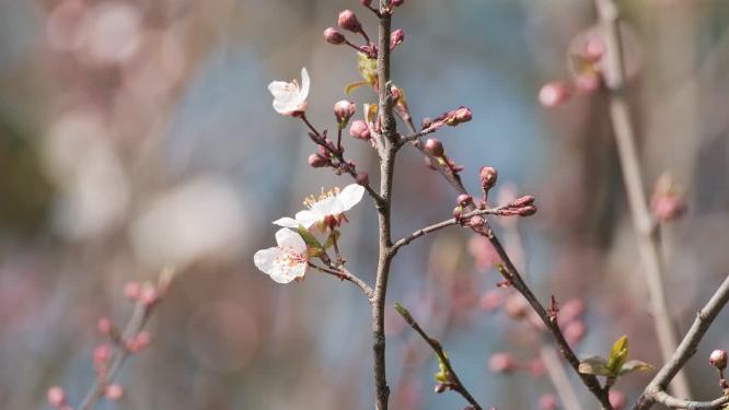 樱花桃花梨花实拍镜头