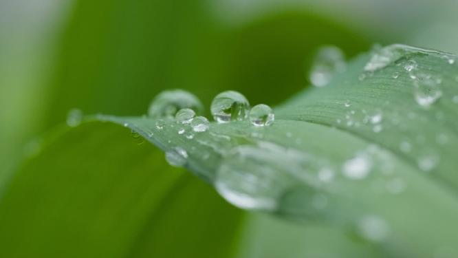 植物露珠水滴实拍镜头