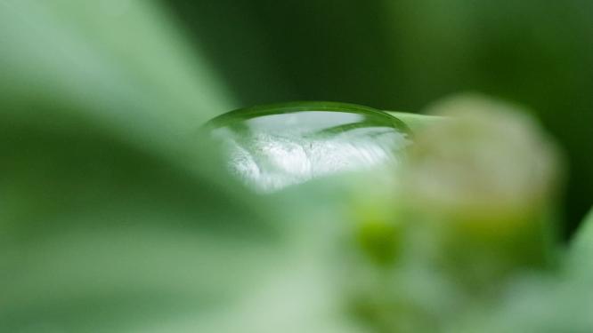 露珠水滴落在植物上实拍