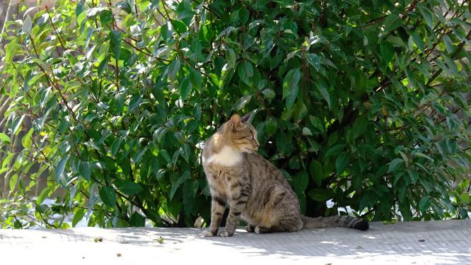 一只猫4K实拍