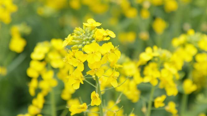 油菜花4K实拍镜头