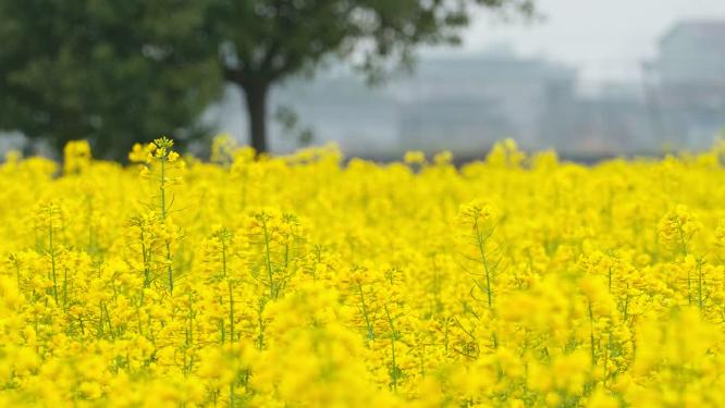 油菜花4K实拍镜头