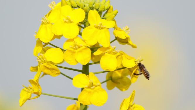 油菜花蜜蜂实拍镜头