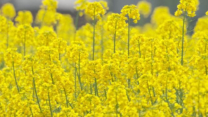 油菜花蜜蜂实拍镜头