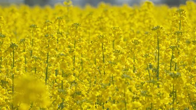 蜜蜂采蜜油菜花实拍镜头