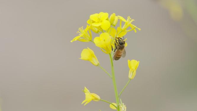 蜜蜂采蜜油菜花实拍镜头