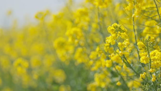蜜蜂采蜜油菜花实拍镜头