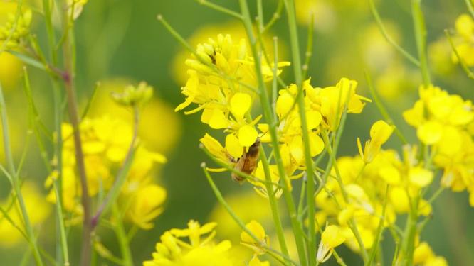 蜜蜂采蜜油菜花实拍镜头