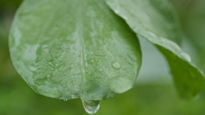 雨中叶子实拍镜头