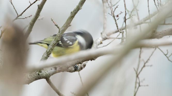 山雀鸟吃虫子特写实拍镜头