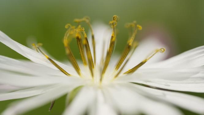 中华苦麦菜花朵微距特写实拍