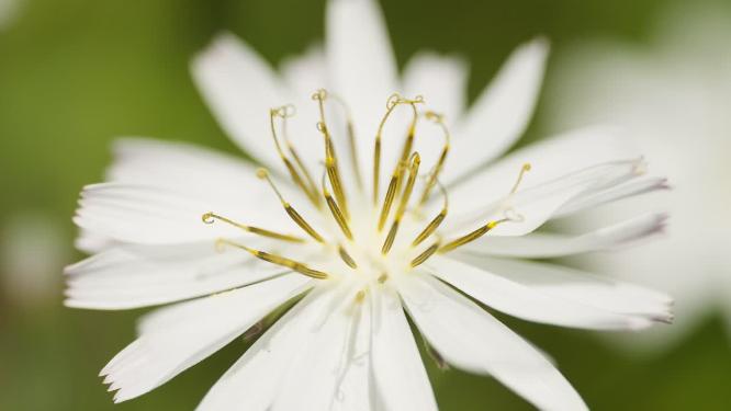 公园苦荬菜白色野草野花实拍