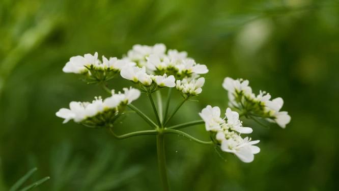 农村菜园芫荽香菜白花朵卉实拍空镜