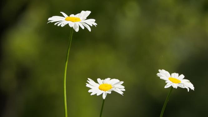 甘菊黄白色花朵实拍镜头