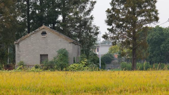 乡村农村金色水稻成熟老瓦房