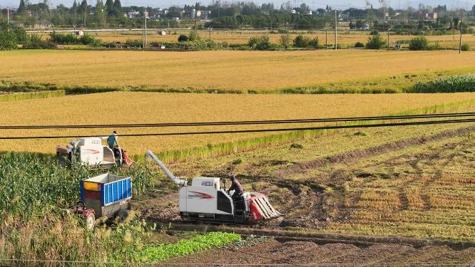乡村农民丰收割机械水稻粮食庄稼