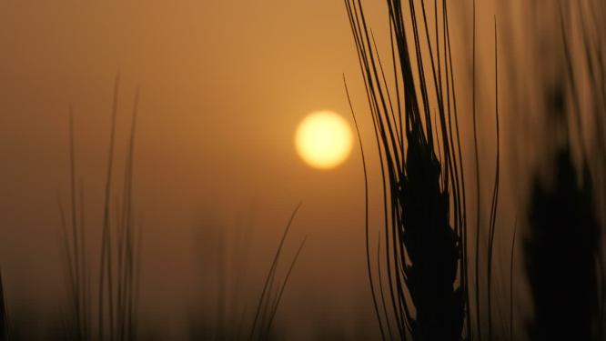 傍晚黄昏夕阳下的小麦田农村