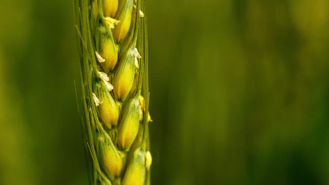 农村粮食田野小麦微距特写实拍