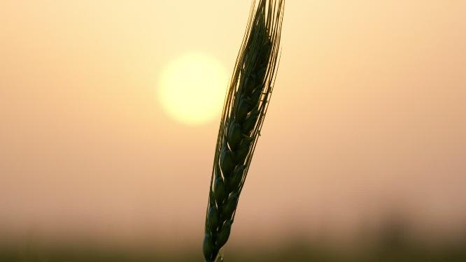 夕阳下的小麦逆光剪影实拍空镜