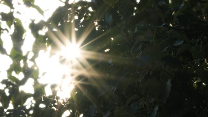 星芒阳光尘埃春夏天柳树发芽草丛