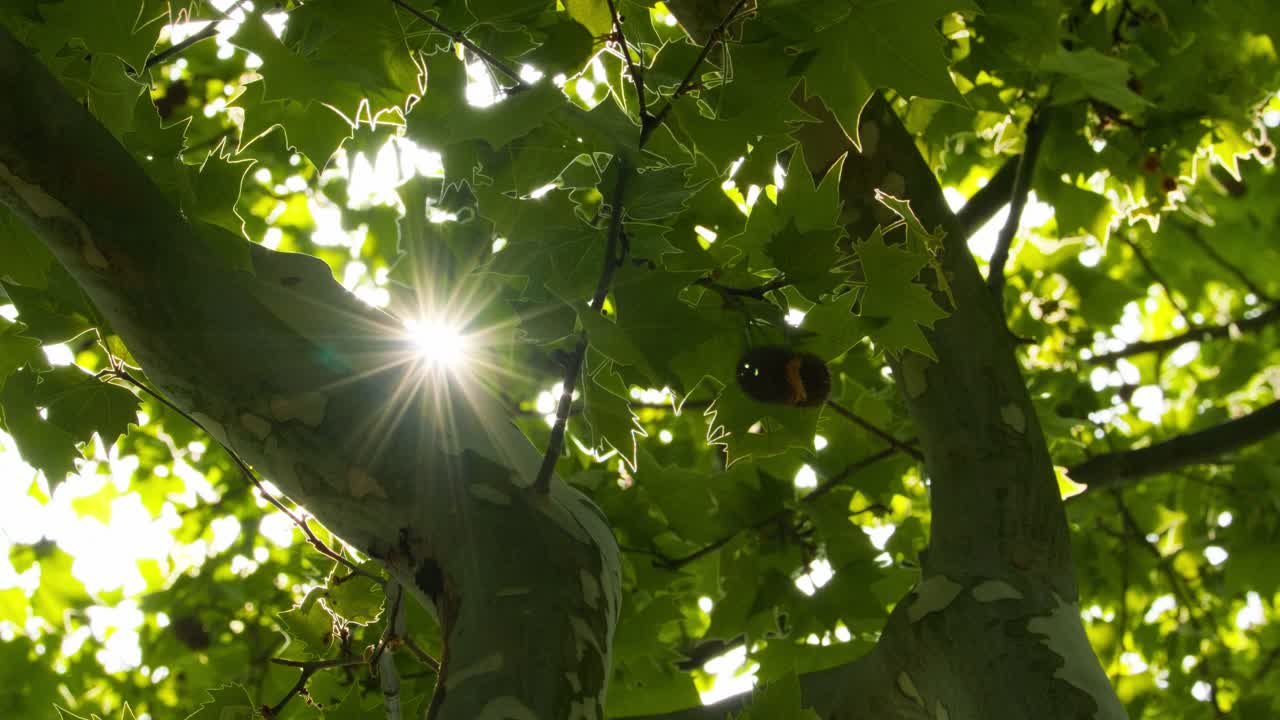 春夏植物树木森林星芒逆光绿油油