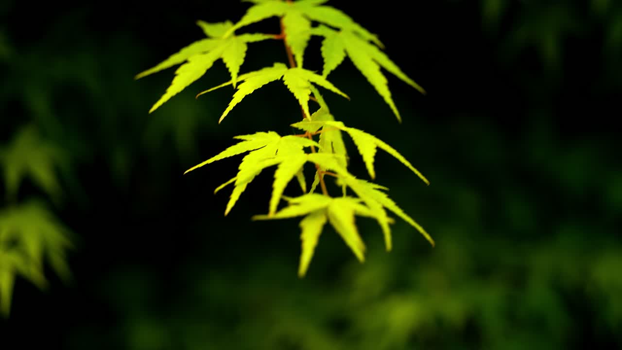 春天夏天植物树木森林绿油油