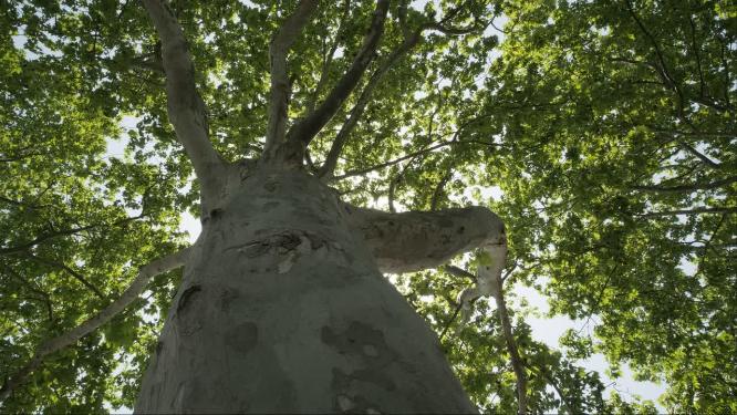 树木树荫树叶绿植实拍空镜