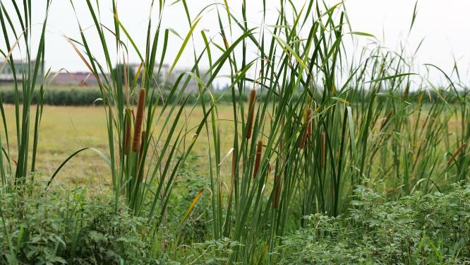 河边绿植菖蒲香蒲芦苇实拍空镜