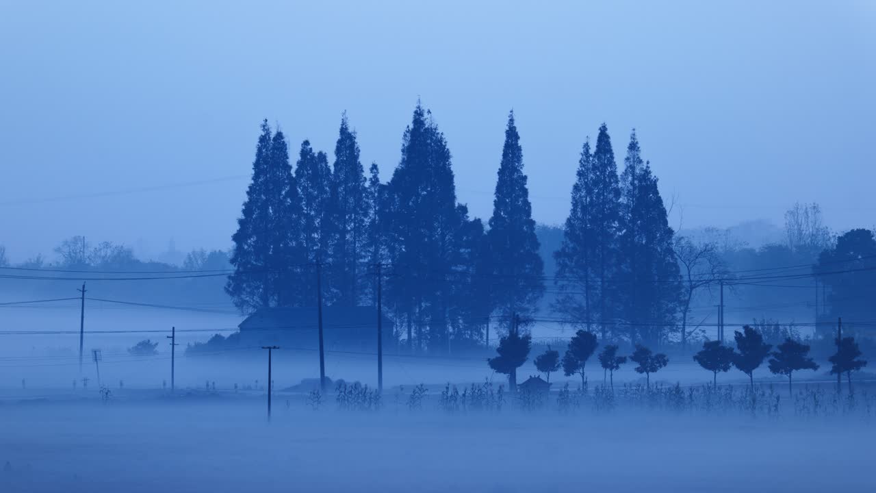 清晨狂风浓雾霾森林松树延时