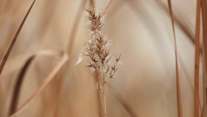 河边溪边芦苇佛子茅实拍空镜头