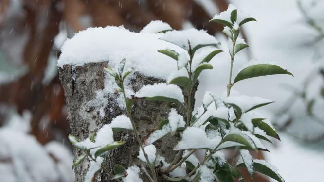 冬天冬季下雪飘雪树桩积雪实拍